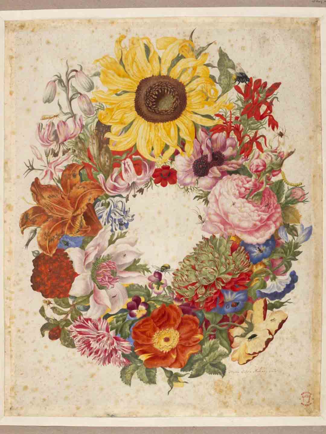 Maria Sibylla Merian