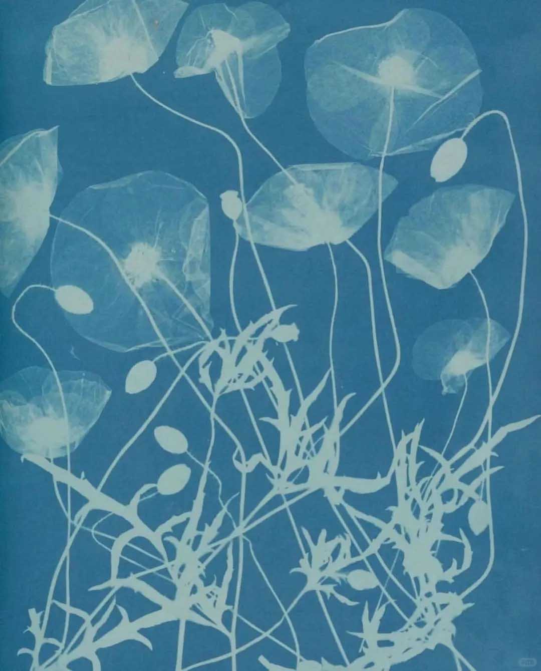 Anna Atkins
