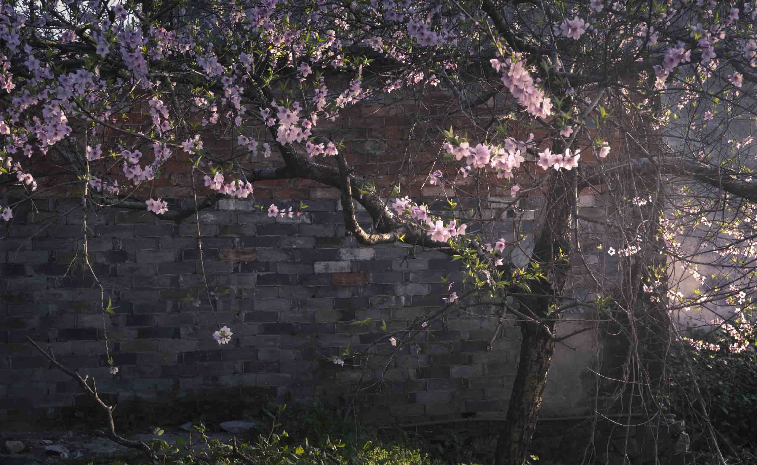 Peach Blossom
