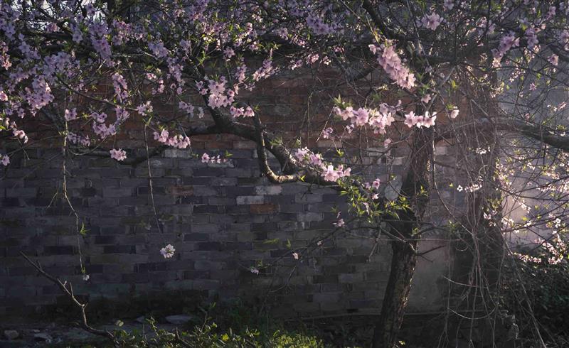 Peach Blossom