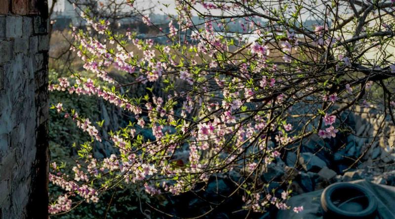Peach Blossom 2