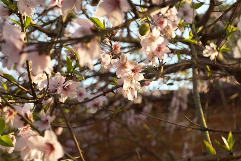 Peach Blossom 3